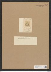 Auliscus parvulus Grev. (de-Toni-Nr.: Genus 171, Species 4316) Zeichnungen Sammlung Grunow Nr. 7875 (NHMW-BOT-W0377138)